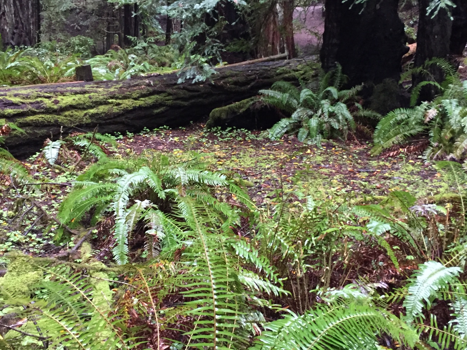 Fern Grove image